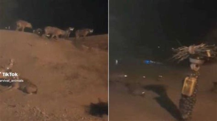 African Woman Strolls By Pack Of Hyenas