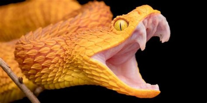 Black Mamba's Surprising Encounter With A Snack Catcher