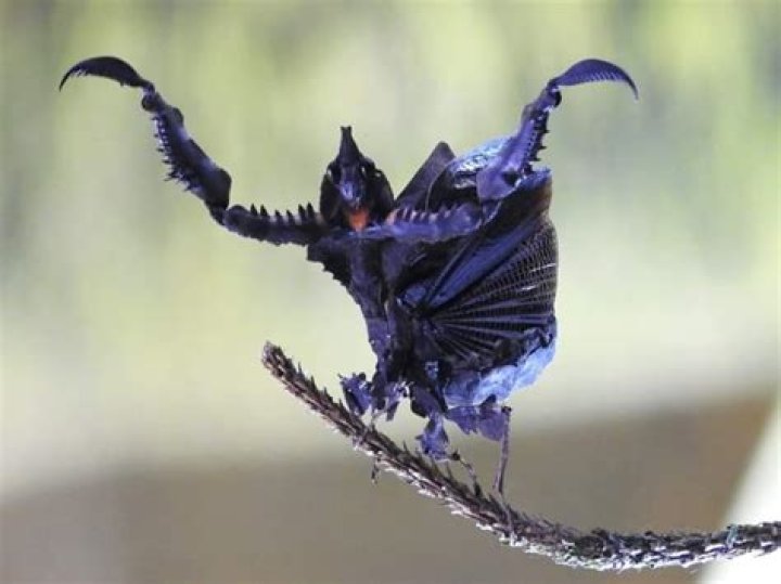 Unveiling The Secrets Of The Darth Vader Mantis: Discoveries And Insights Await